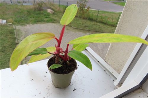 Philodendron Painted Lady