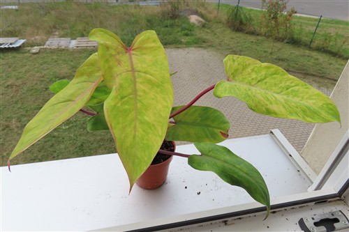 Philodendron Painted Lady
