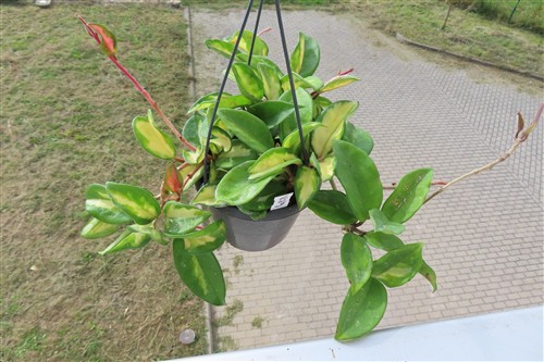 Hoya carnosa tricolor