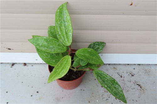 Hoya sp. Rangsan Star of Borneo