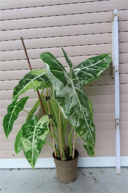 Alocasia frydek variegata