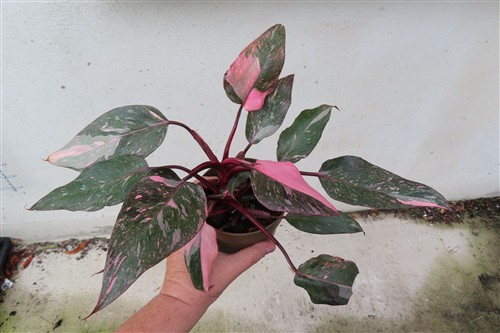 Philodendron Pink Marble