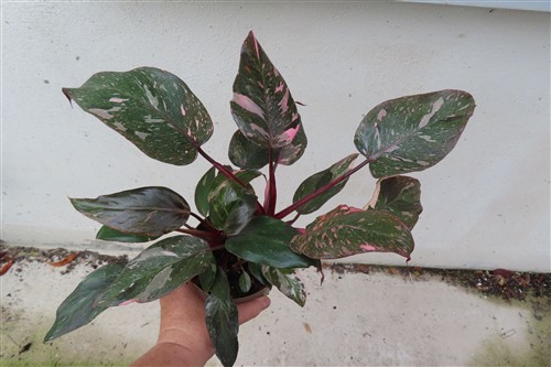 Philodendron Pink Marble