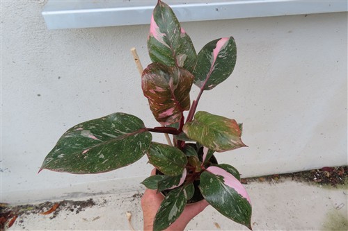 Philodendron Pink Marble