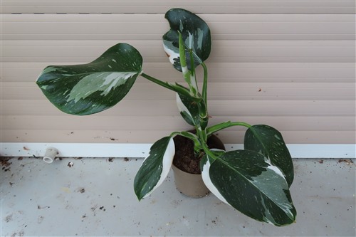Philodendron White Princess