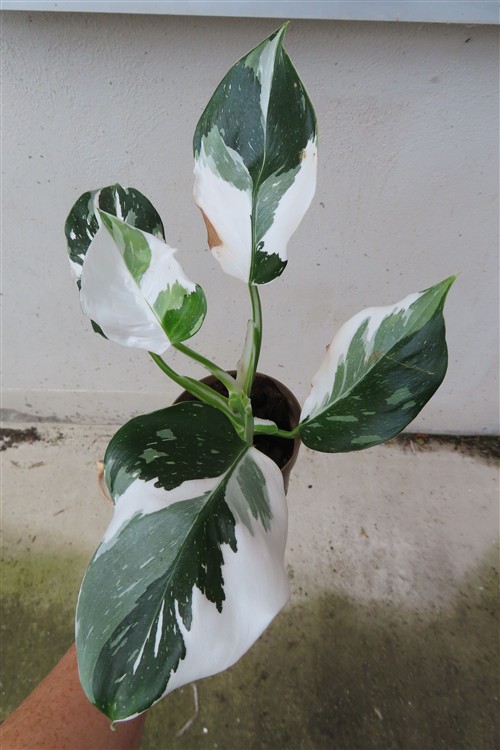 Philodendron White Princess