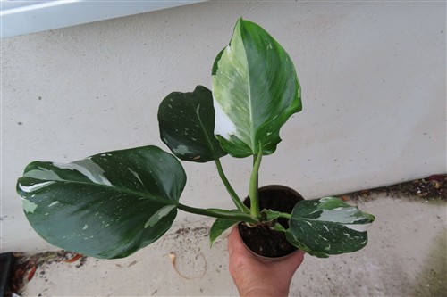 Philodendron White Princess