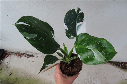 Philodendron White Princess