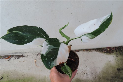 Philodendron White Princess