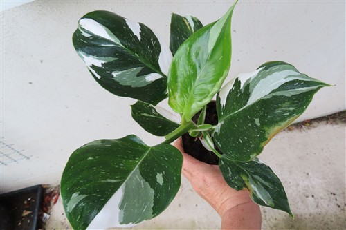 Philodendron White Princess