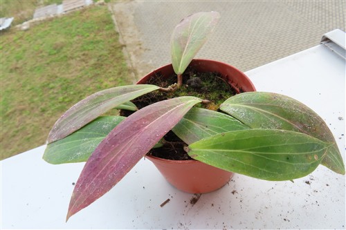 Hoya scortechinii