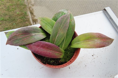 Hoya scortechinii