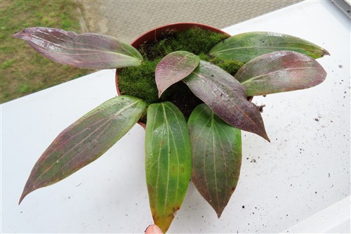 Hoya scortechinii