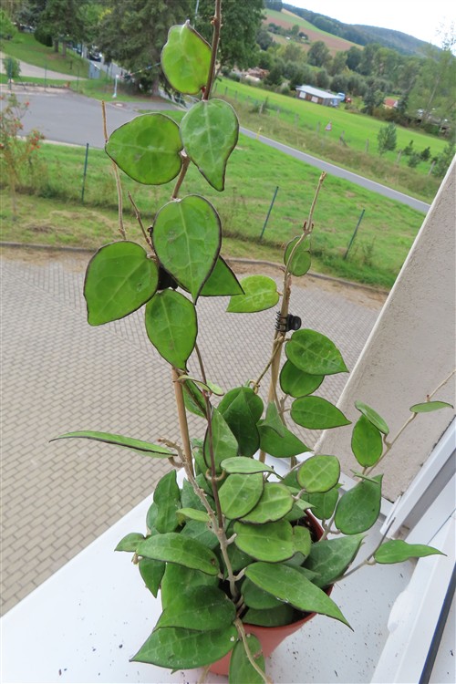 Hoya parasitica black edge