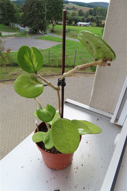 Hoya obovata variegata
