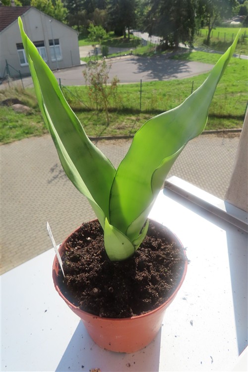 Sansevieria trifasciata Moonshine