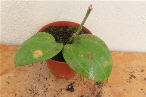 Hoya Sarawak Cream