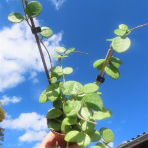 Hoya mathilde splash