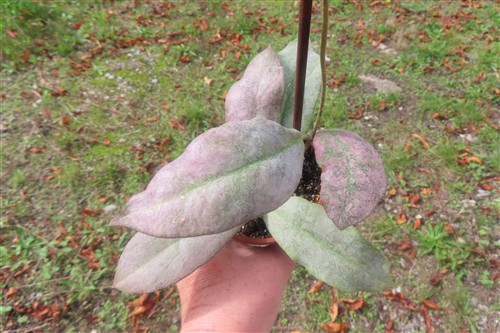 Hoya Mitrata silver