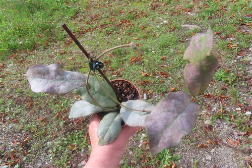 Hoya Mitrata silver