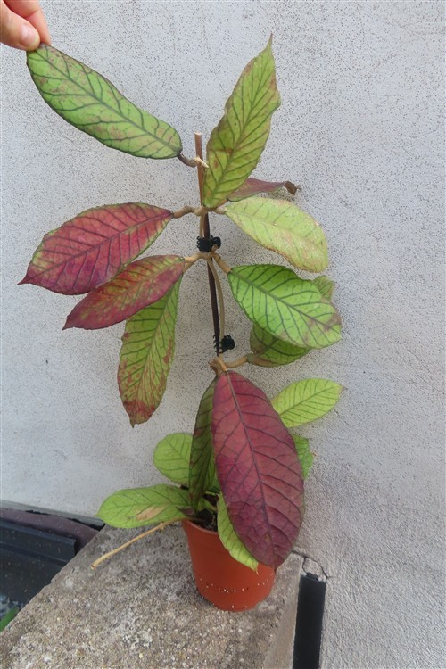 Hoya Sabah
