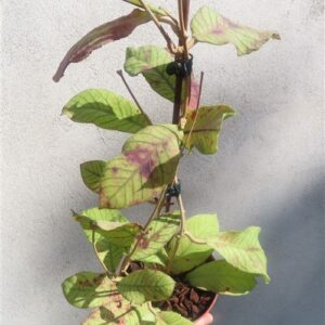 Hoya Sabah