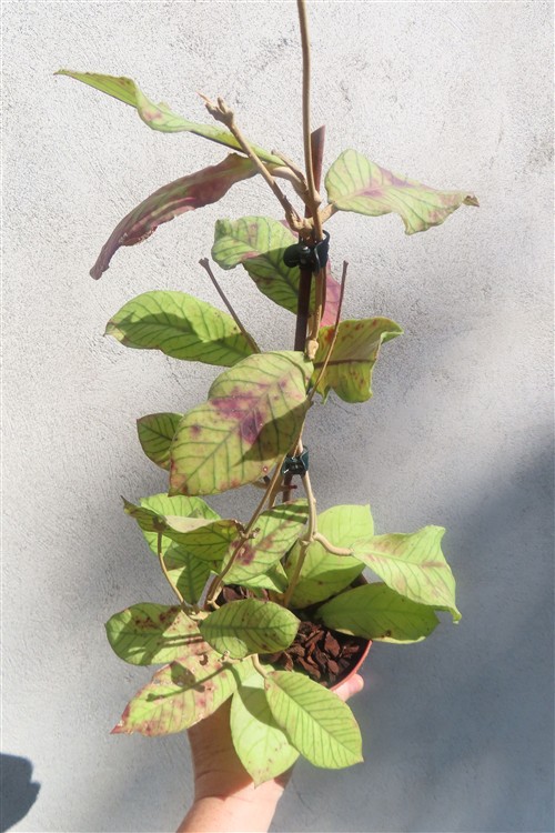 Hoya Sabah
