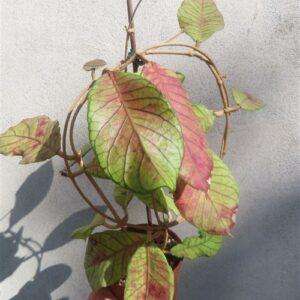 Hoya Sabah
