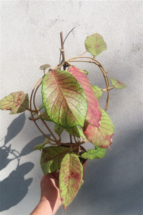 Hoya Sabah