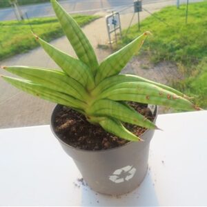 Sansevieria cylindrica Classic Fan inti