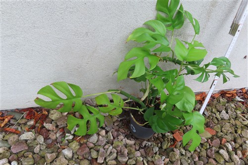 Monstera Minima