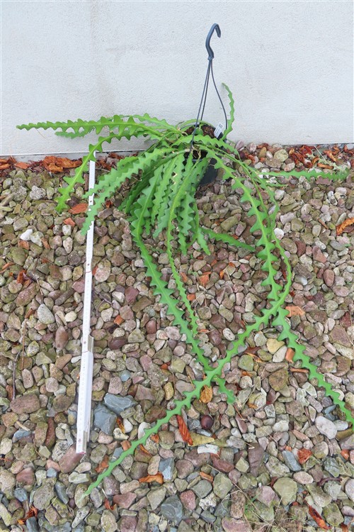 Cryptocereus anthonyanus