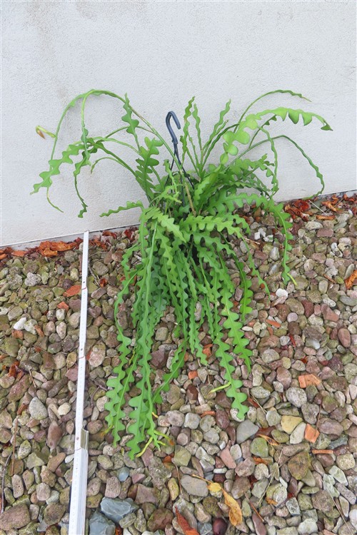 Epiphyllum anguliger