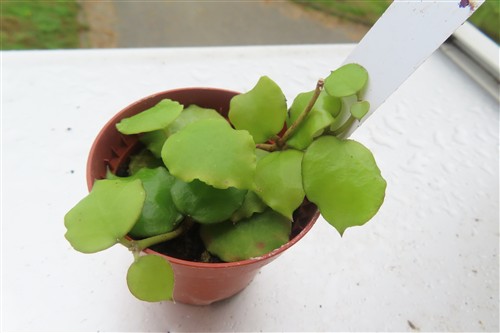 Hoya endauensis