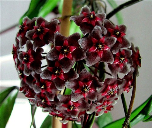 Hoya pubicalix Royal Hawaiin Purple