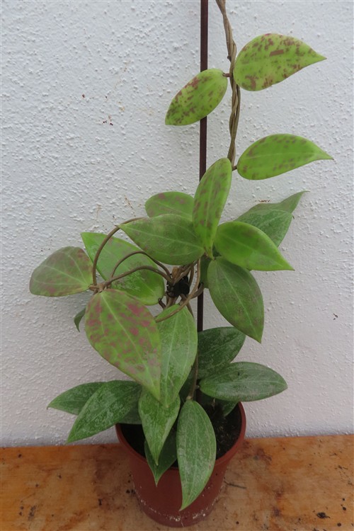 Hoya wibergiae