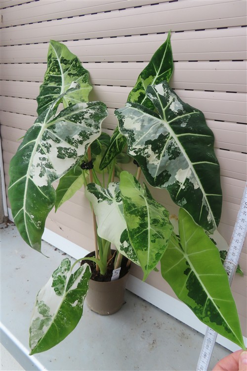 Alocasia frydek variegata