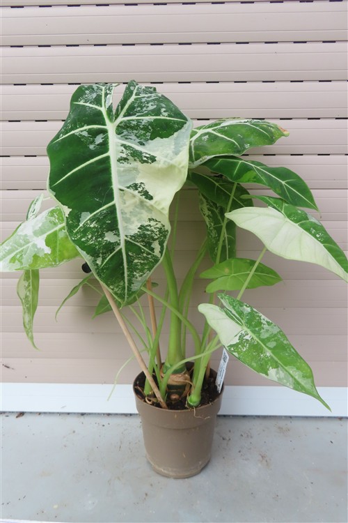 Alocasia frydek variegata