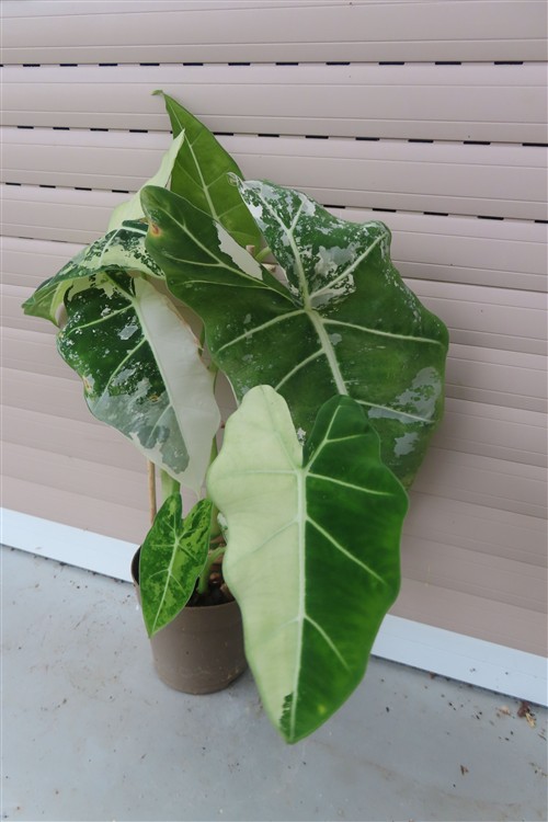 Alocasia frydek variegata