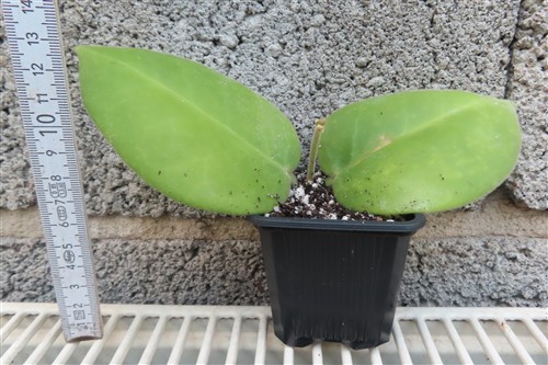 Hoya calycina stargazer