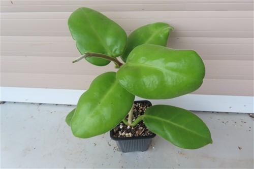 Hoya calycina stargazer