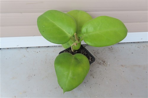Hoya calycina stargazer