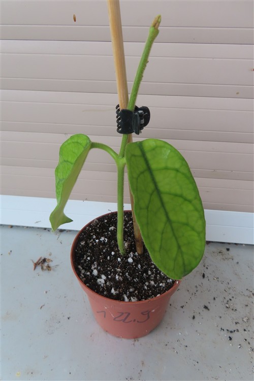 Hoya villosa Vietnam