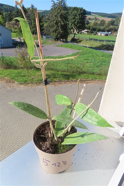 Hoya sp. Loei