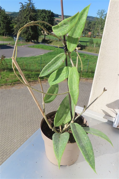 Hoya sp. Loei