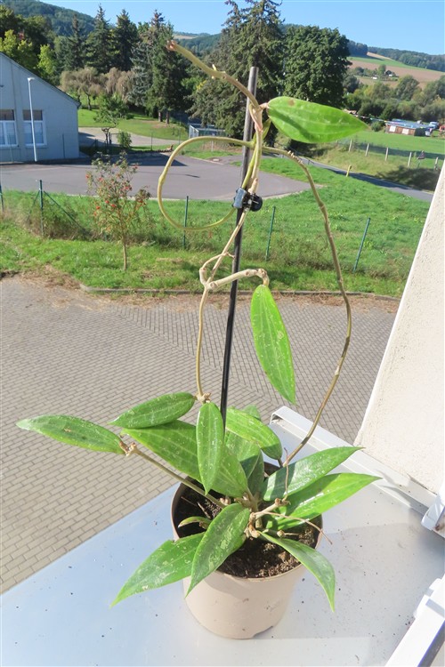 Hoya sp. Loei