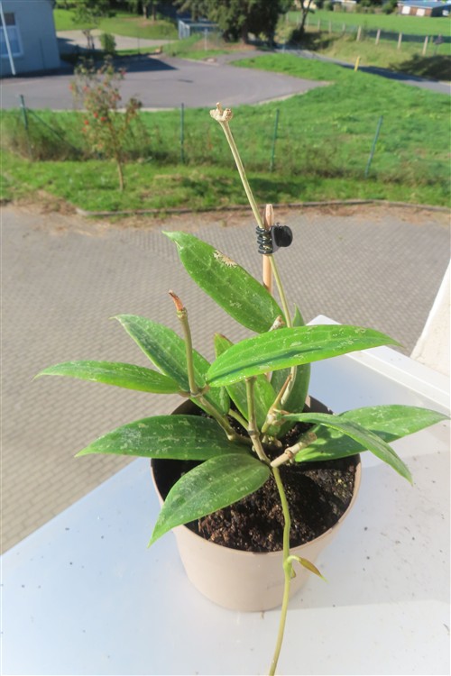 Hoya sp. Loei