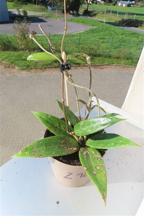 Hoya sp. Loei
