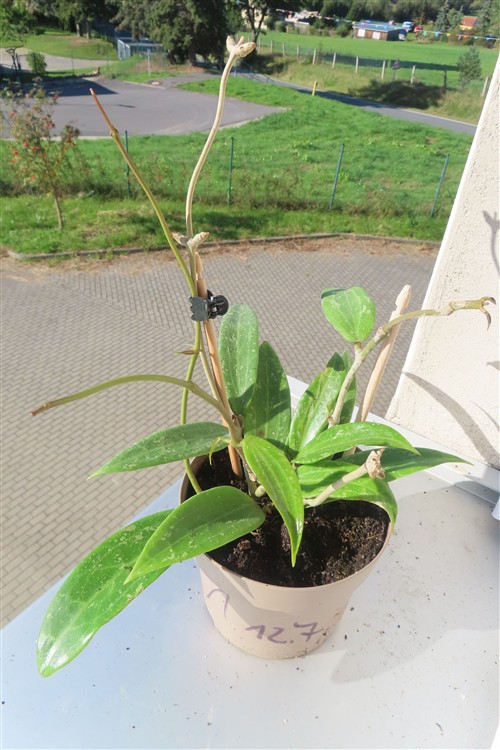 Hoya sp. Loei