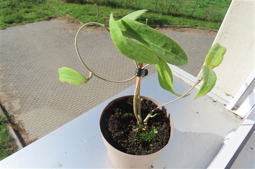 Hoya sp. Loei